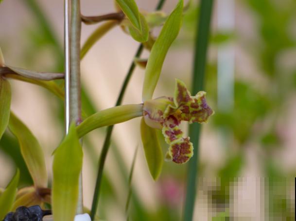 兰花烂根不要急，学会这5步，轻松解决烂根问题