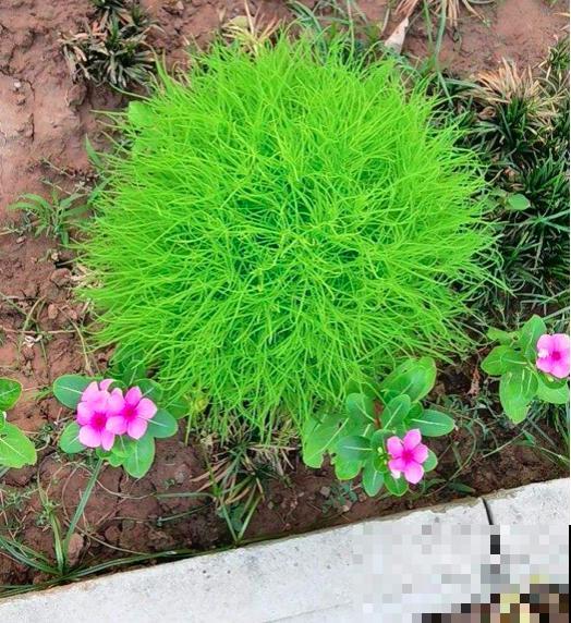 春天养花养腻了,不如在家种草,皮实好养还能吃,性价比超高 春天养花养腻了,不如在家种草,皮实好养还能吃,性价比超高