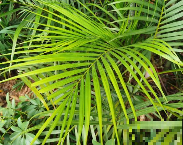 散尾葵四季浇水不一样，知道正确的浇水方法，养殖才能更好