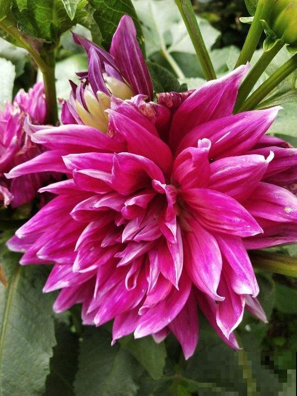 土里埋个“木头根”,开出鲜艳多彩花,花期长达半年 土里埋个“木头根”,开出鲜艳多彩花,花期长达半年