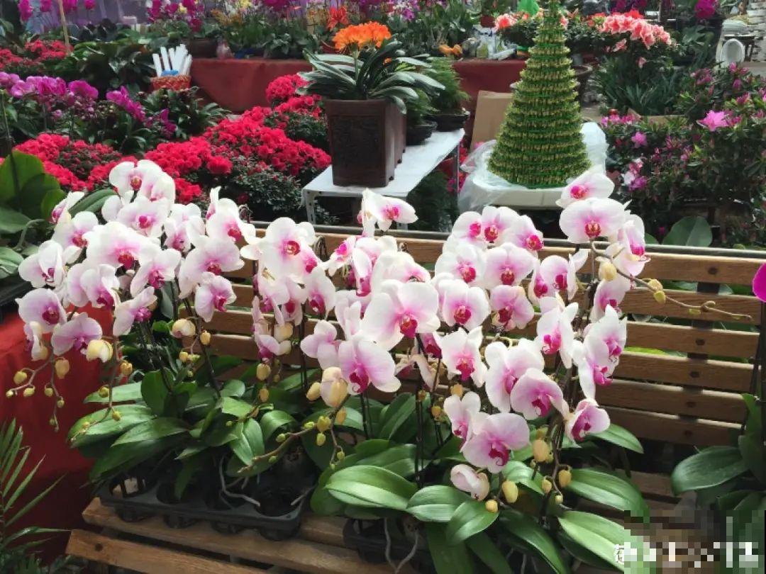 花68888元买棵桔子树，新年沾满“桔气”，来年“大吉大利”！