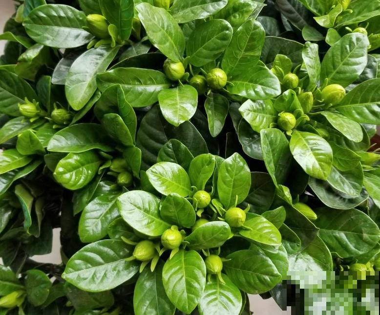 栀子花黄叶掉叶，赶紧给它喂口“醋”，呼呼长出嫩叶