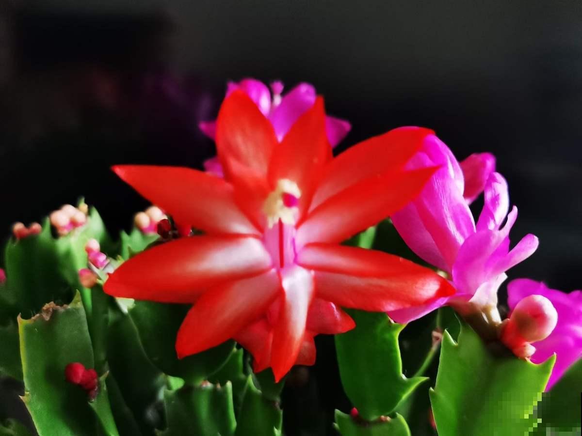 养花也是养心态，一般有这5个特点的人，基本养不好花