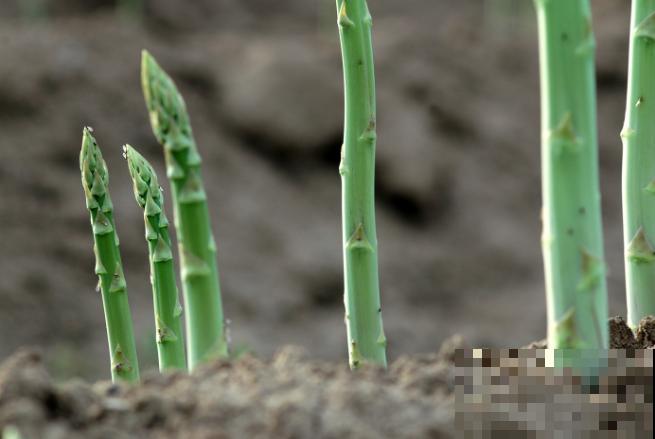 芦笋种植要想长得粗，注意这4点，轻松种出