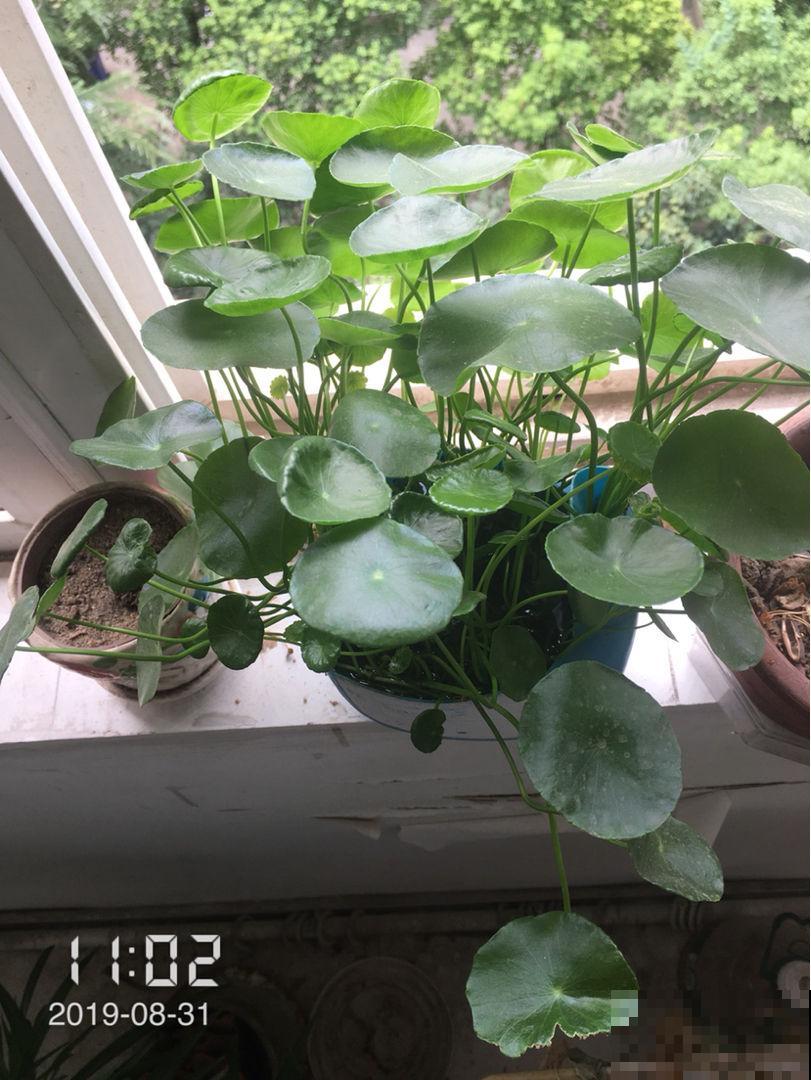 一般花友都不说的养花技巧,学会了就是资深花友,花越长越旺 一般花友都不说的养花技巧,学会了就是资深花友,花越长越旺