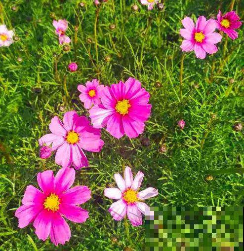 春天适合播种的8种花,撒完种3天冒芽,一个月就开花 春天适合播种的8种花,撒完种3天冒芽,一个月就开花