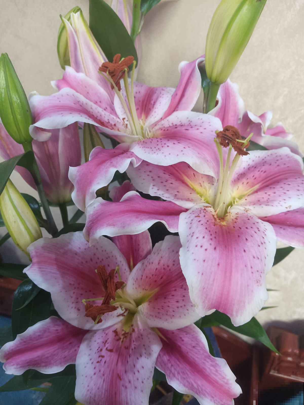 正月修剪花,这5种不能剪,剪坏了一年不开花 正月修剪花,这5种不能剪,剪坏了一年不开花