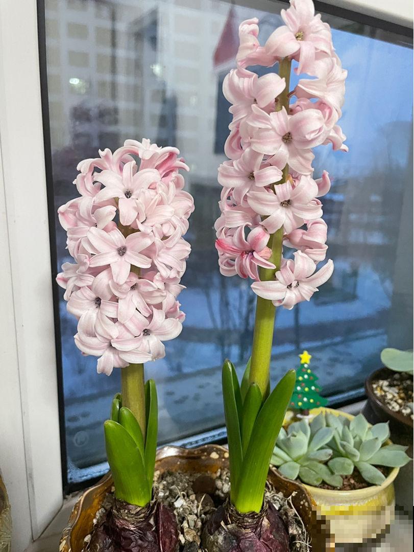 5种花，早春呼呼冒花苞，就适合现在养