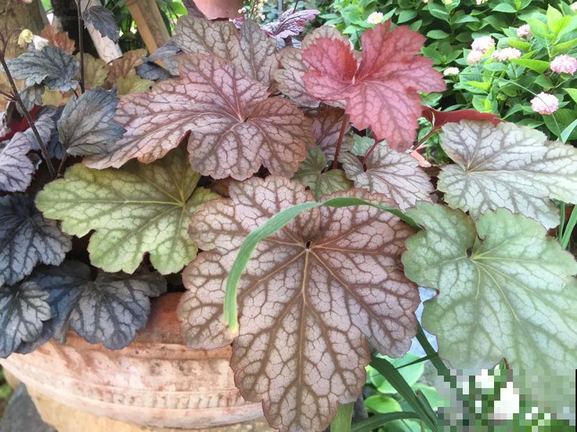 开花植物养着心累，试试4种彩叶植物，超好养