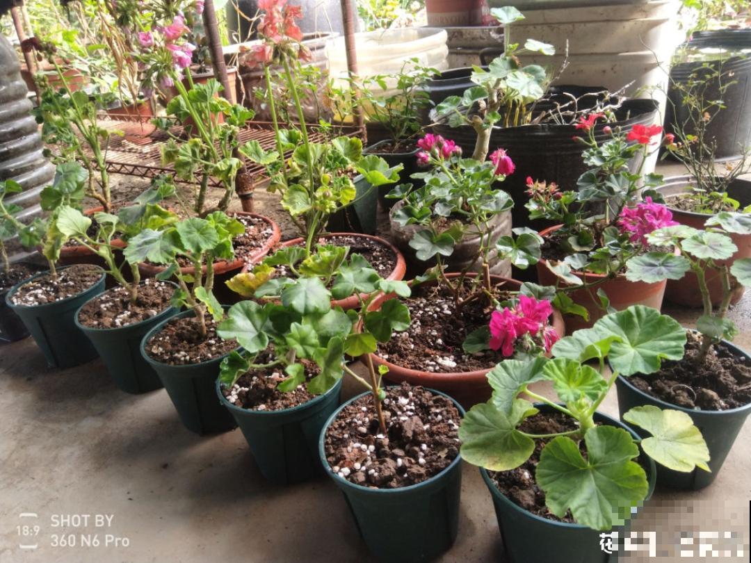 “庄稼一枝花，全靠肥当家”，现在施肥，呼呼爆盆开花