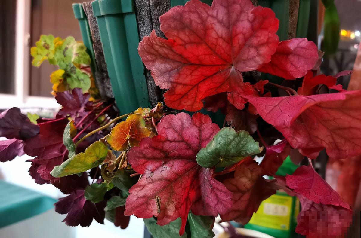 室内养花摆放位置有讲究，放对了有招财进宝好意头，赶紧来学学