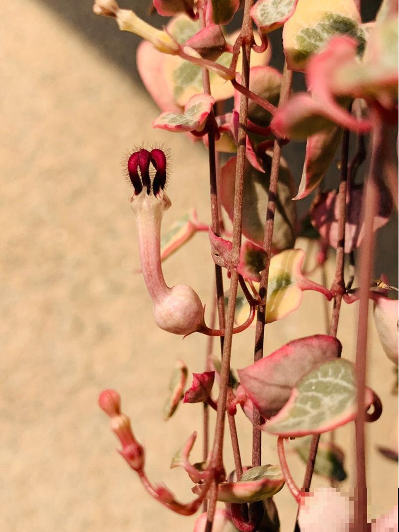 4种耐阴花卉,就算阳光不足照样开花,好看又好养 4种耐阴花卉,就算阳光不足照样开花,好看又好养