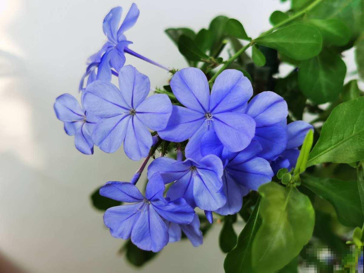 按色系分类的搭配技巧，庭院养花最受用