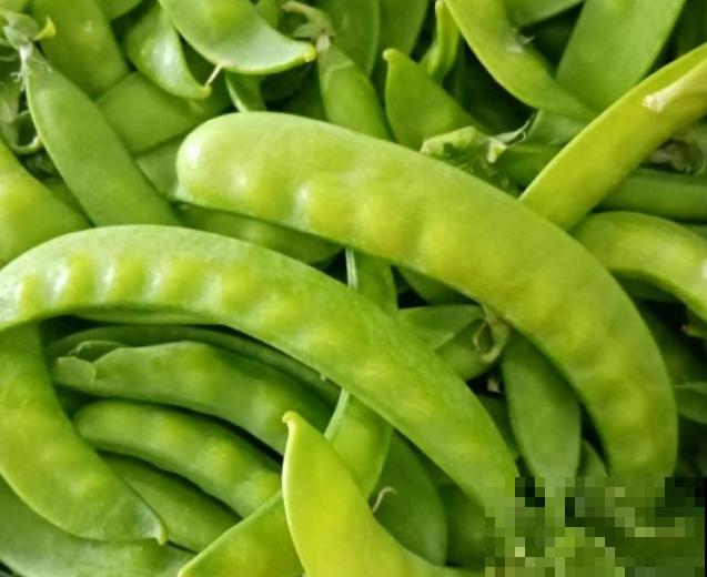 豌豆种植技术简单，学会这4步，轻松管理