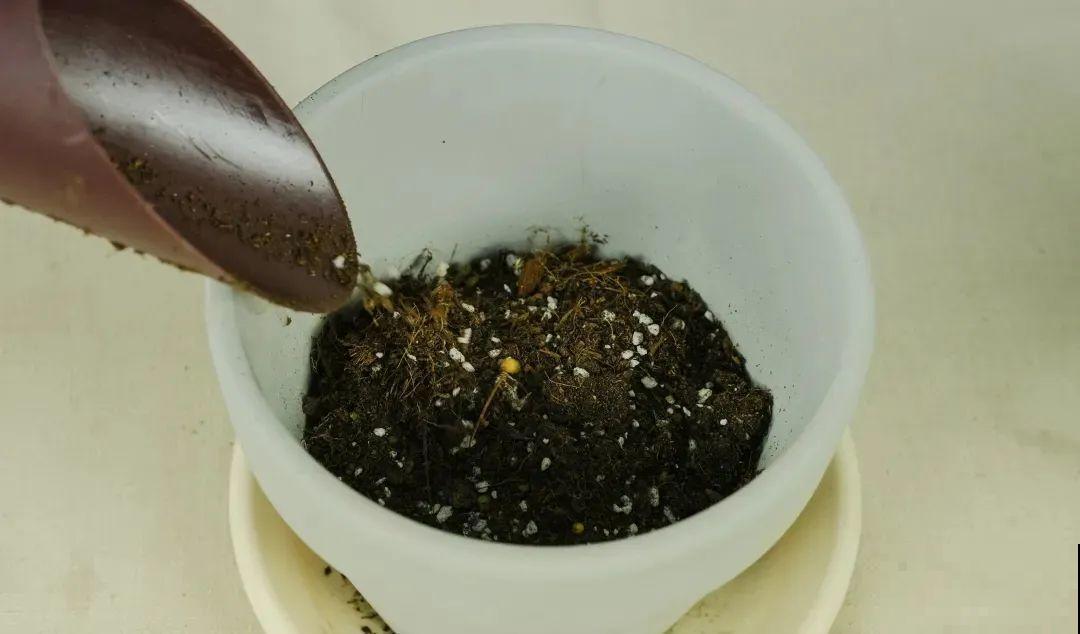 土里埋个“球”,呼呼长出1米花箭,花期长达上百天 土里埋个“球”,呼呼长出1米花箭,花期长达上百天