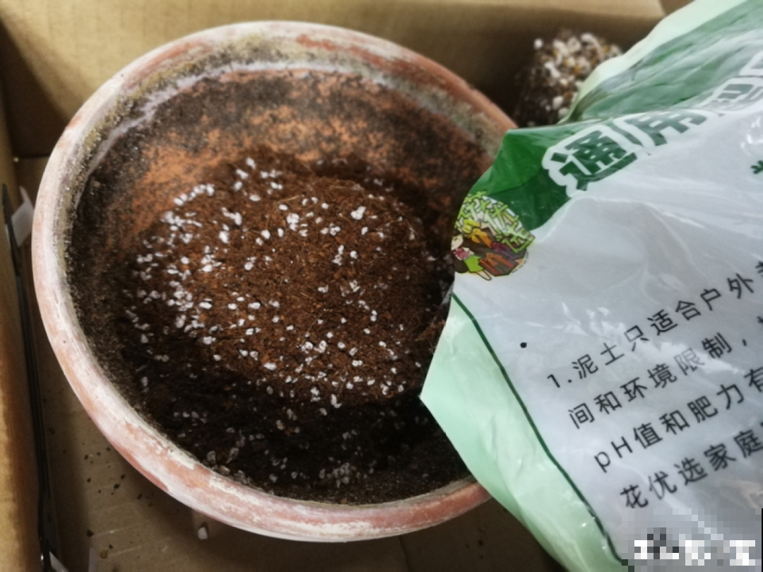 超详细的植物换土步骤,保姆级教程,实用的很 超详细的植物换土步骤,保姆级教程,实用的很