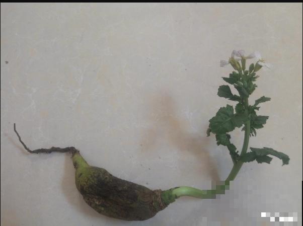 白萝卜种植方法很简单，学会这5步，轻松种植