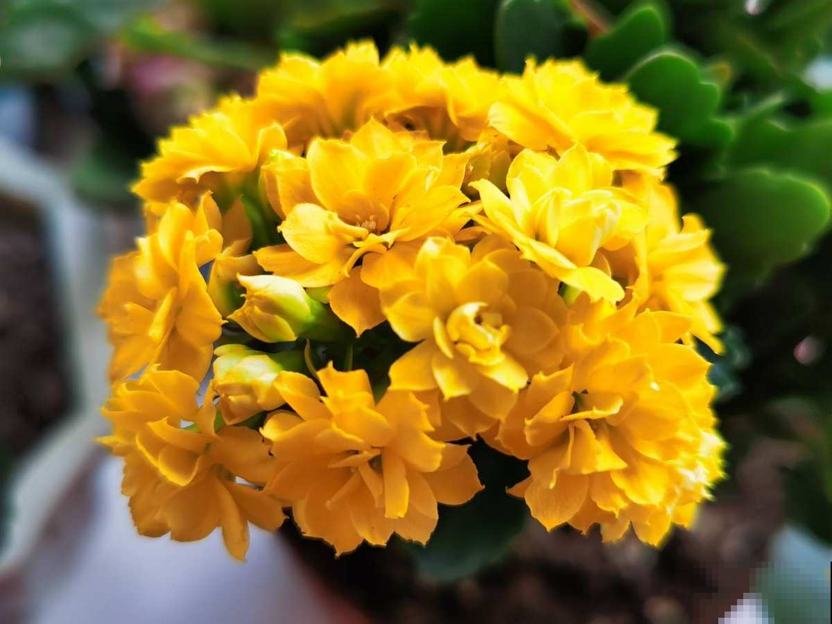 你的爱情是什么样子，从养花中就能看出来