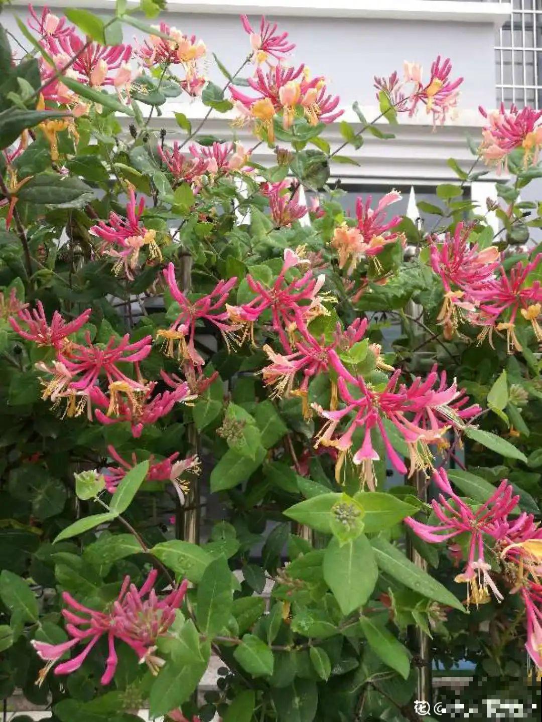 家里养盆新型品种金银花，下个月开出三色花瀑布，满院子飘香