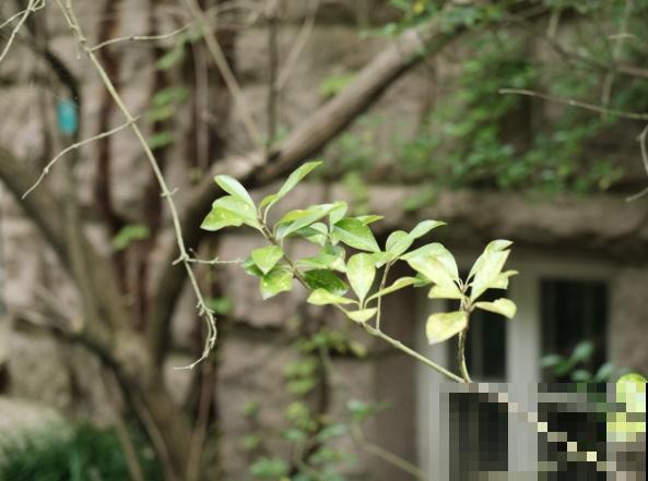 室内冬青扦插,做好这4步,生根率超高 室内冬青扦插,做好这4步,生根率超高