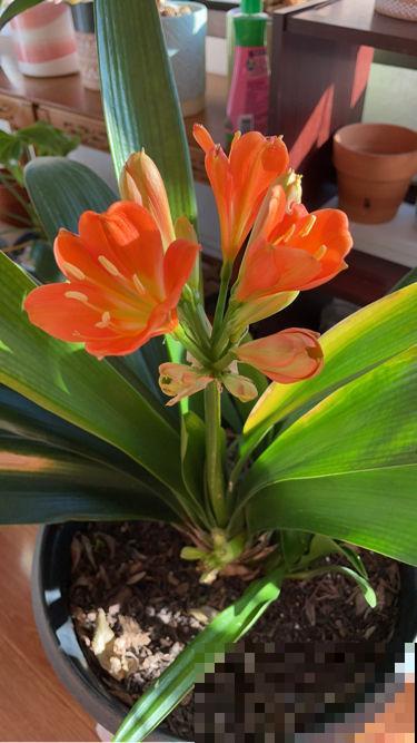 6种花是“醋坛子”，两个星期一杯醋，叶子油绿花开爆