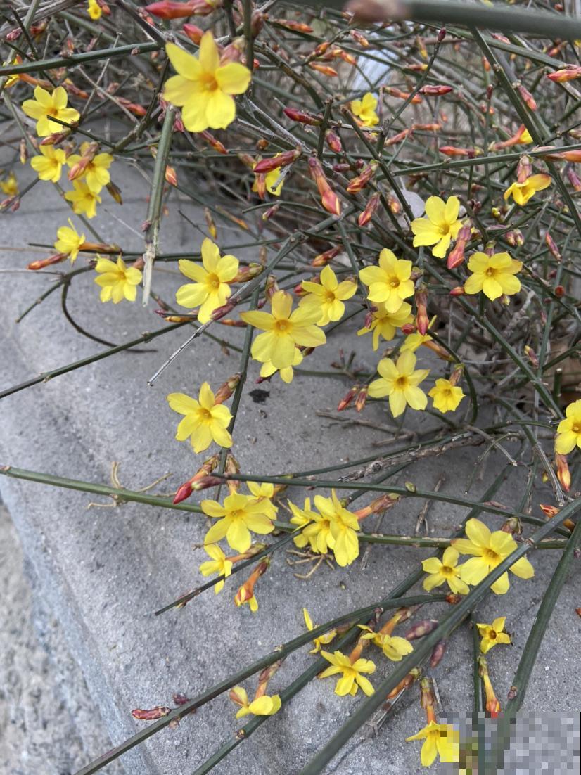 30种春天的路边花，都很常见，却很少知道叫什么