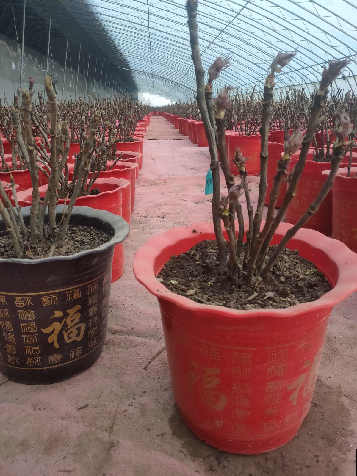 正月修剪花,这5种不能剪,剪坏了一年不开花 正月修剪花,这5种不能剪,剪坏了一年不开花