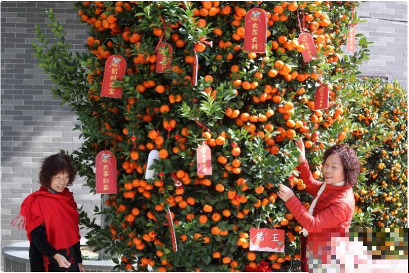 花68888元买棵桔子树，新年沾满“桔气”，来年“大吉大利”！
