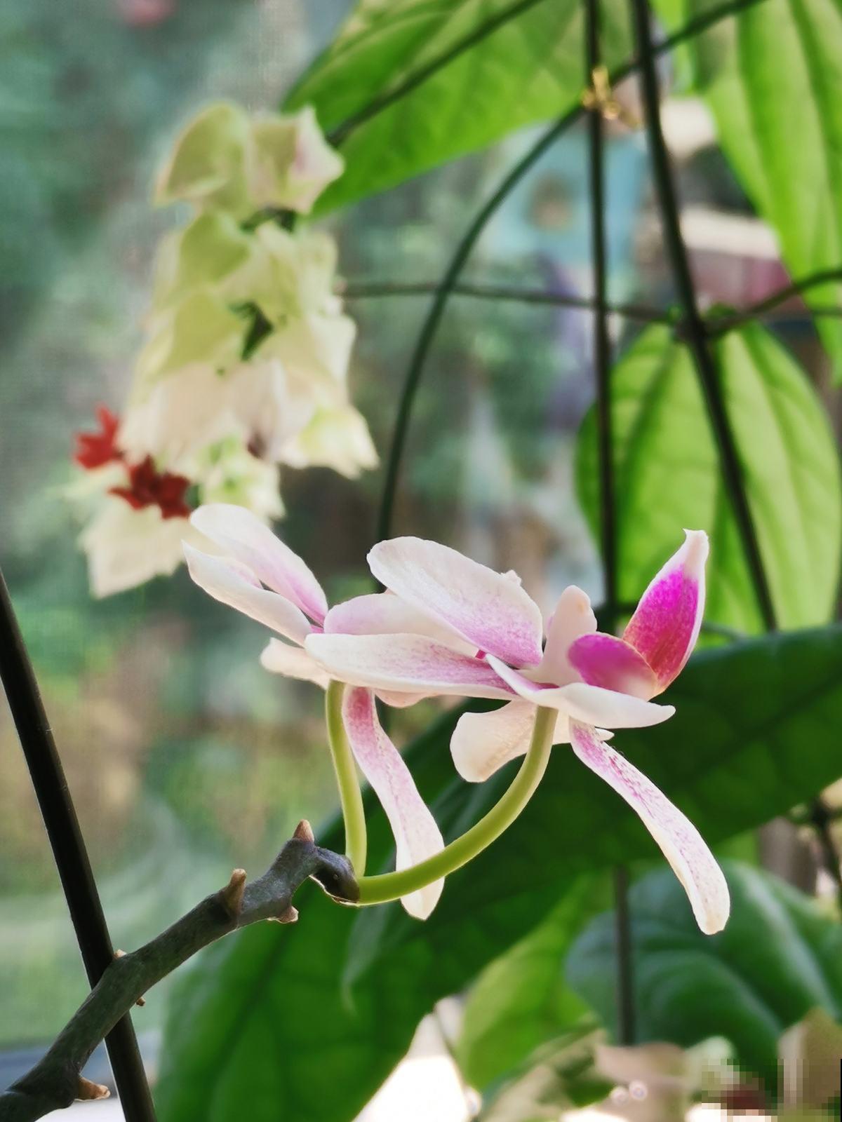 一盆蝴蝶兰，“超长待机”3个月，植物界的艺术品