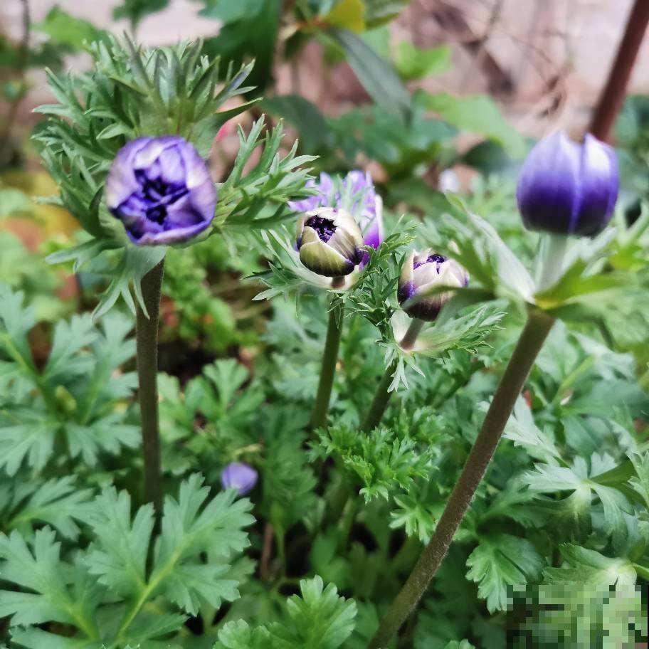 农民伯伯看不起的小野花，城里人当个宝，银莲花开花后惊艳众人