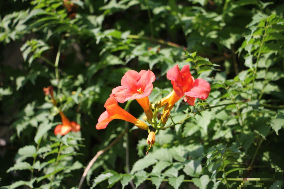 3种花，种在院子墙边，有“脾气”但很合适