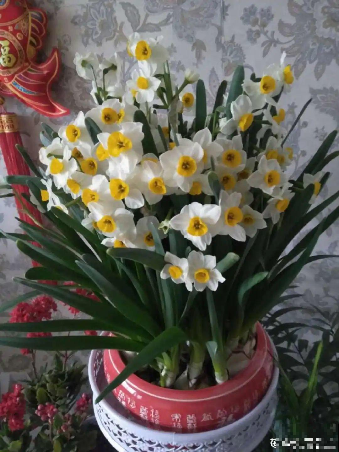 “香花卧室放，花旺人不旺”，老祖宗的良言，大有道理！