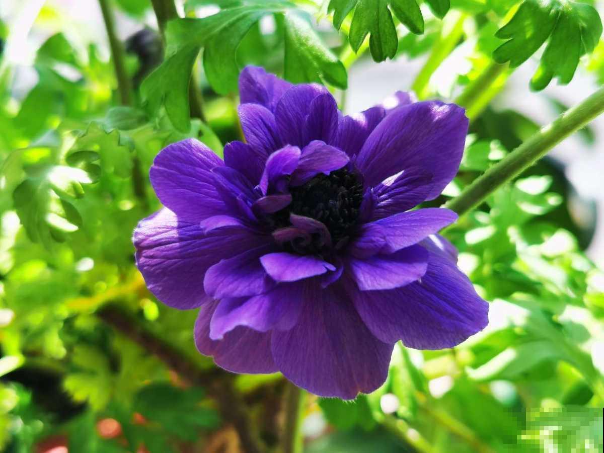 农民伯伯看不起的小野花，城里人当个宝，银莲花开花后惊艳众人