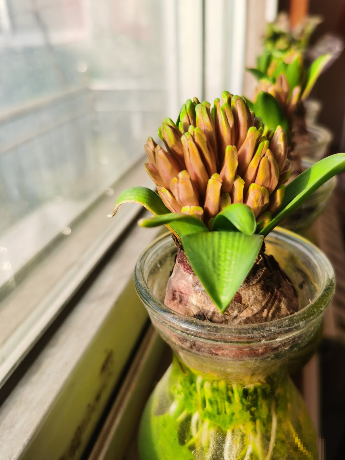 土培养花脏兮兮，水培4种花正合适，干净简洁又上档次