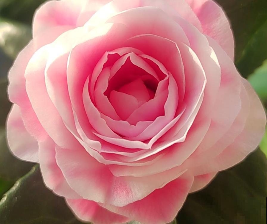 娇滴滴的3种花，实际上很“硬气”，冬天照样开花