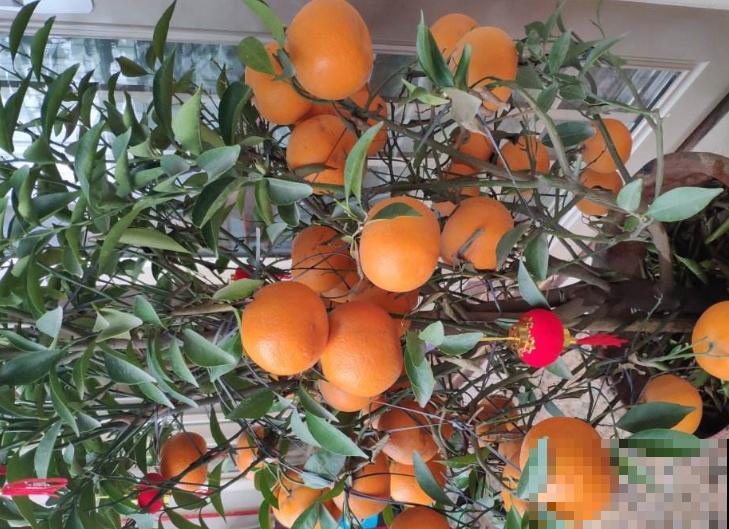 常见的“黄金果”,养在家里金灿灿,还有喜庆招财好兆头 常见的“黄金果”,养在家里金灿灿,还有喜庆招财好兆头