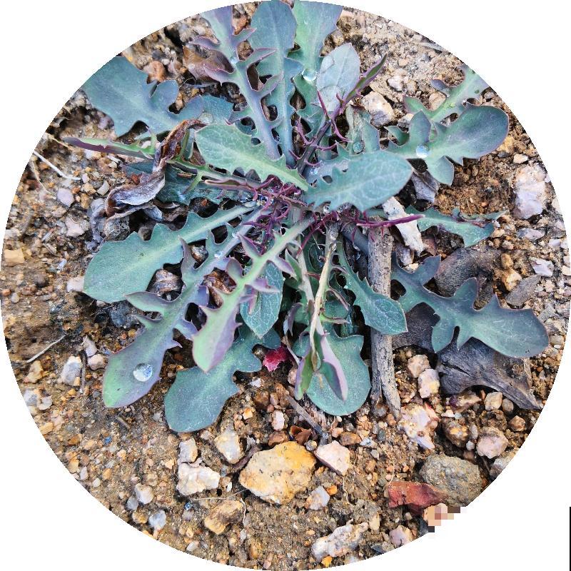 农村野草长在屋顶，俗称“太岁草”，遇见了会有好运