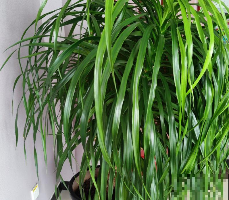 家里有盆“青云直上”，不会修剪，来看看这4步修剪方法