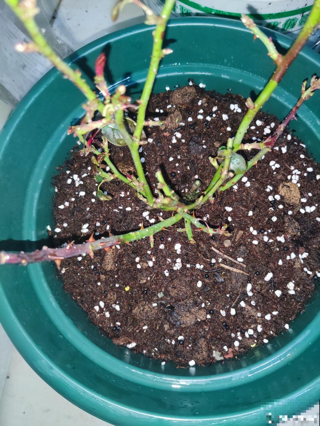 “庄稼一枝花，全靠肥当家”，现在施肥，呼呼爆盆开花