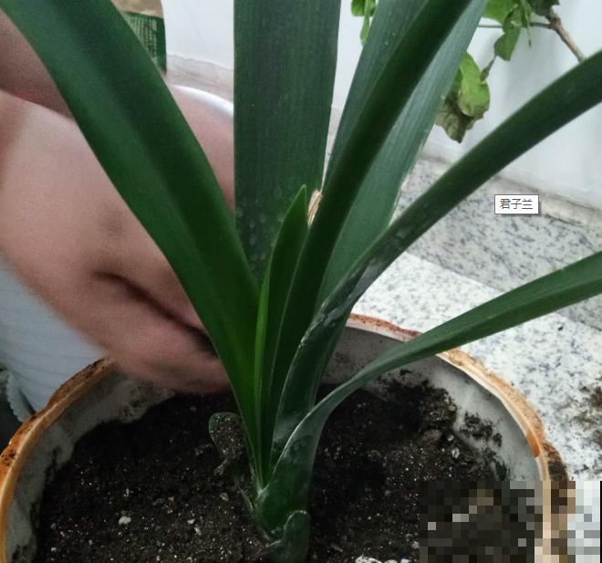 养君子兰，这4点要注意，养好了呼呼长