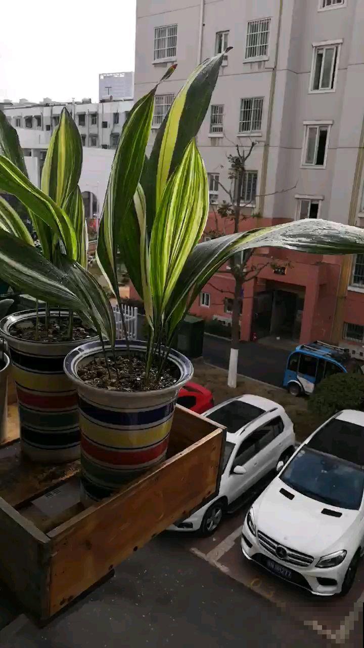 适合粗养的4种花卉,管得住手才能活得好,适合新手小白 适合粗养的4种花卉,管得住手才能活得好,适合新手小白