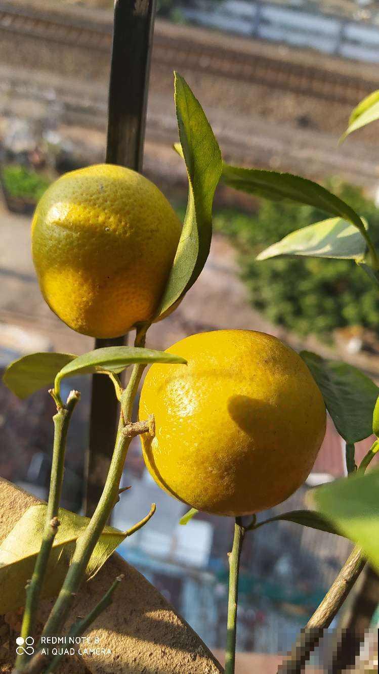 适合养在卧室的4种花，睡眠质量大提升，养人养身心