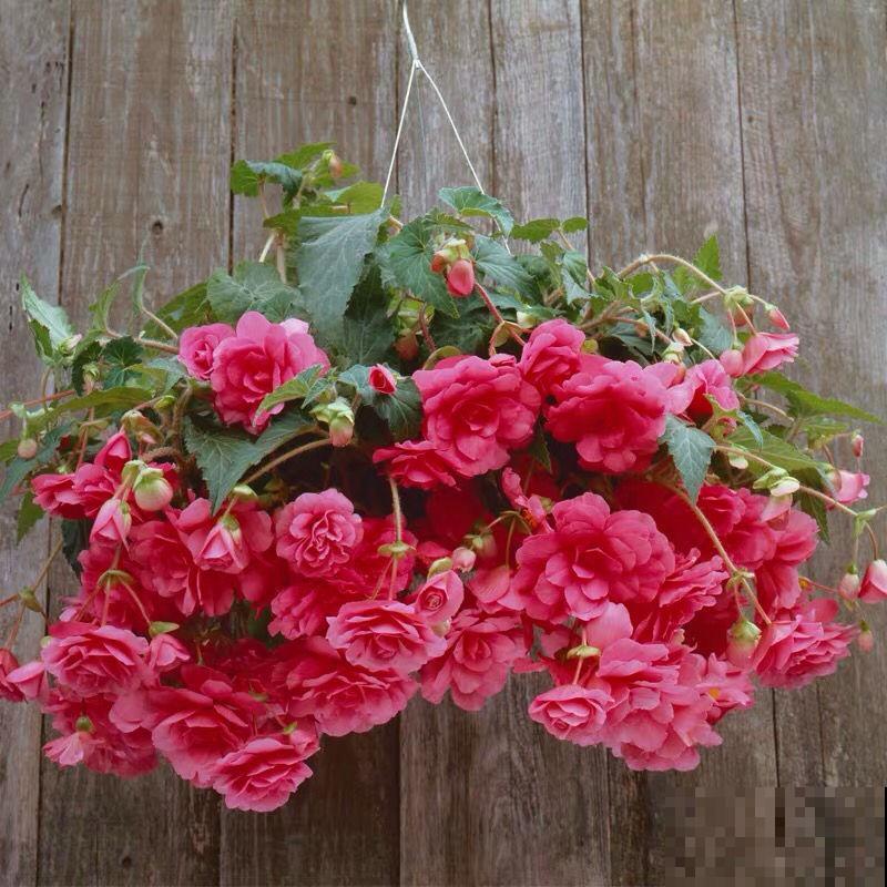 5种“垂吊花”，春天养一盆，家里开花成花墙