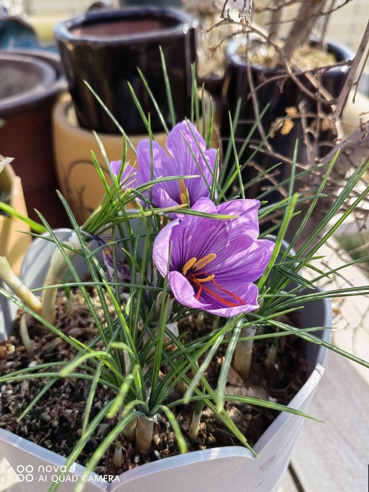 一个种球埋土里，开出“贵货养人花”，市场上好几百一斤