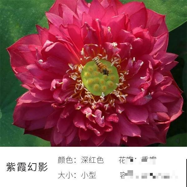 碗里就能种的荷花，1节藕种土里，初夏就开花