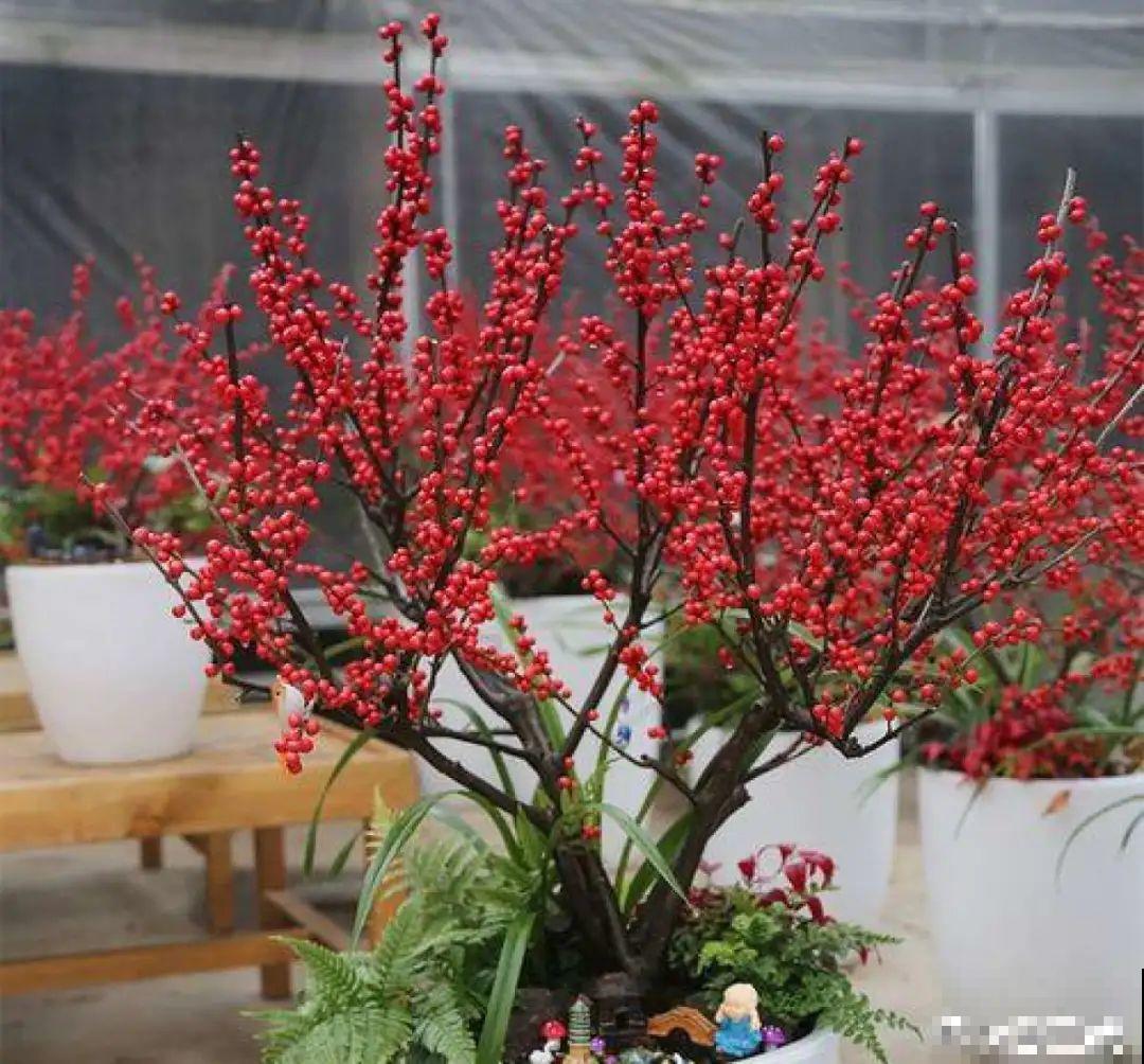 客厅养花别乱摆，选对位置，财运滚滚来！