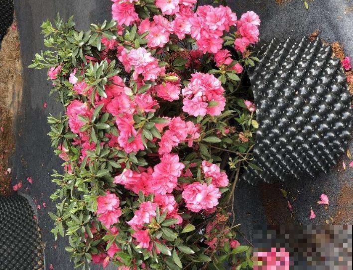 杜鹃好不容易养开花，叶子居然都变红，原因有3点