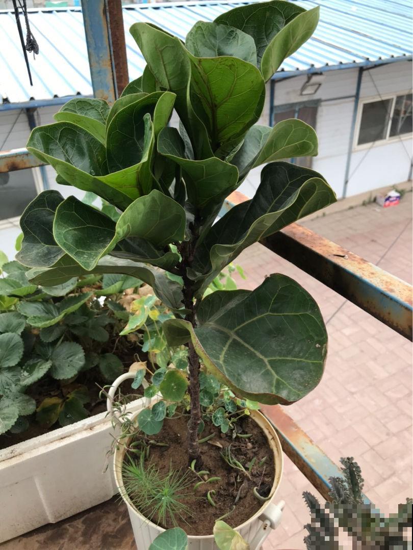 琴叶榕养着养着就“嗝屁”了,找对原因,分分钟成为绿植C位 琴叶榕养着养着就“嗝屁”了,找对原因,分分钟成为绿植C位