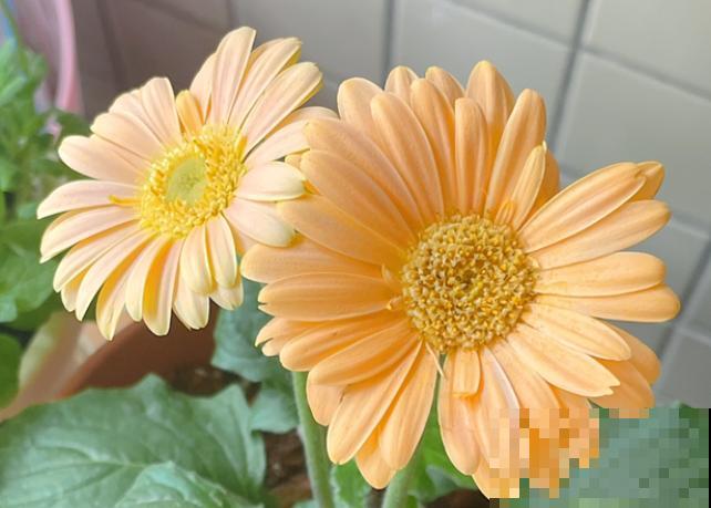 非洲菊切花养护，记住这5点，轻松延长开花时间