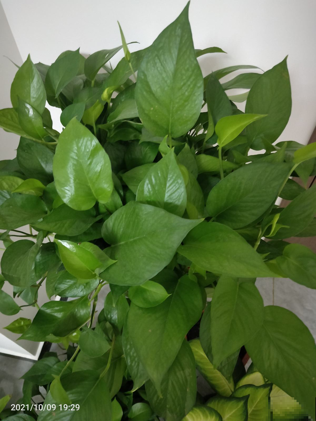 家养植物千千万,这30种都养过的,就是养花大神 家养植物千千万,这30种都养过的,就是养花大神